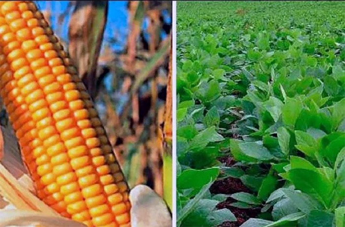 La soja y el maíz se hundieron a mínimos de tres años: las causas del nuevo derrumbe