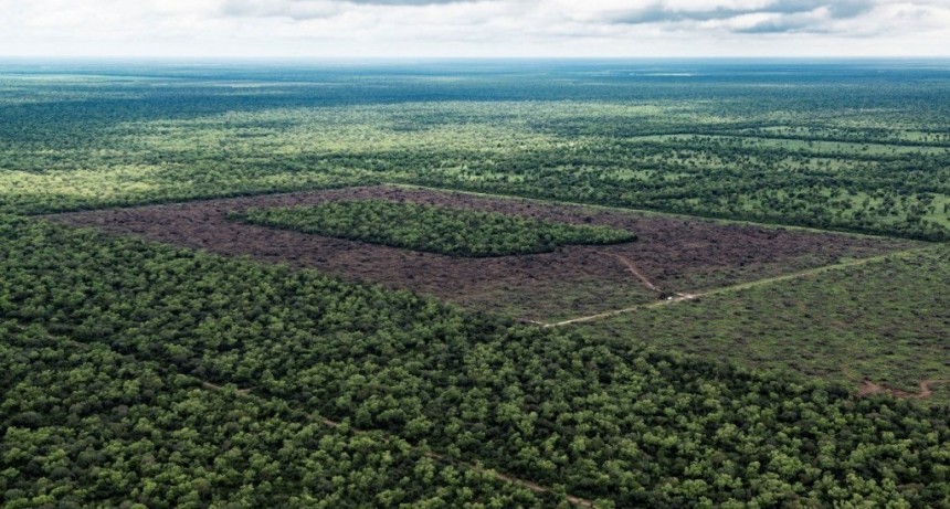 Chaco, la provincia con m&aacute;s deforestaci&oacute;n de los &uacute;ltimos 4 a&ntilde;os