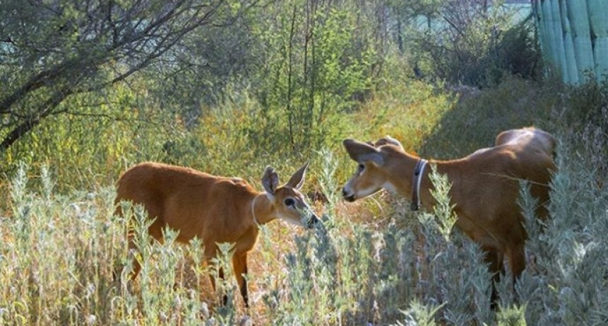 Una pareja de ciervos de los Esteros del Iber&aacute; llegaron al Impenetrable chaque&ntilde;o