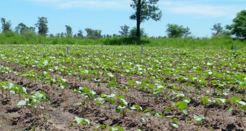 Concluy&oacute; la siembra algodonera en el Chaco con algo m&aacute;s de 222 mil hect&aacute;reas