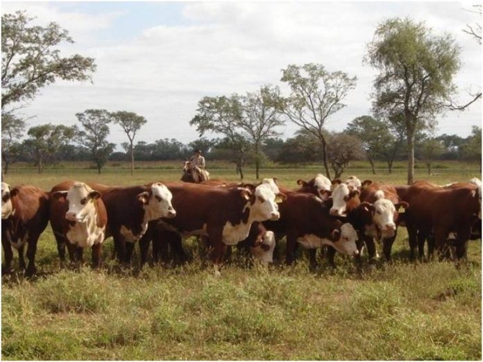 Argentina expande su genética con la primera exportación de toros para reproducción a Chile