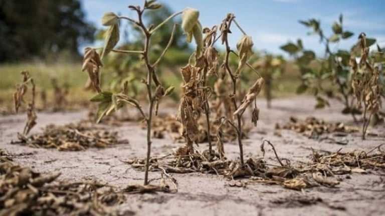 Después de la sequía: ¿qué pasará con los suelos si las lluvias son demasiado abundantes?