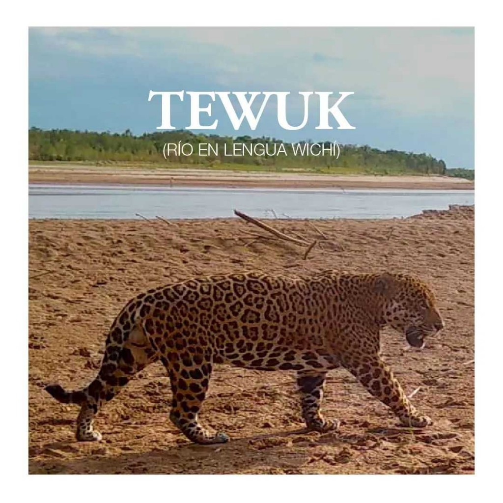 Tewuk, río en wichi, es el nombre elegido para el nuevo yaguareté de El Impenetrable