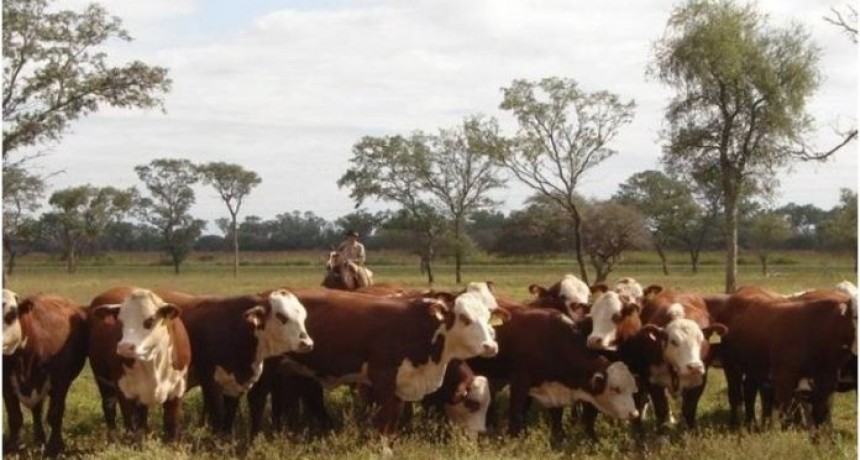 Argentina expande su gen&eacute;tica con la primera exportaci&oacute;n de toros para reproducci&oacute;n a Chile
