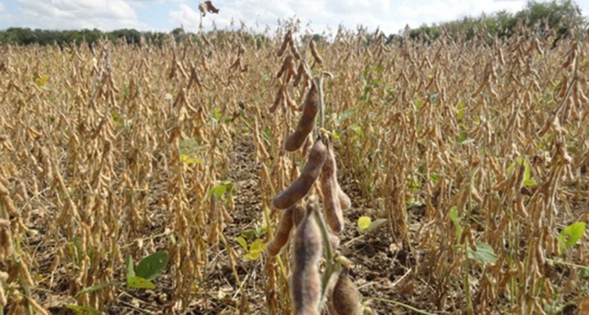 Las lluvias no llegan a la zona núcleo y se prevé una cosecha de soja 45% inferior a la prevista