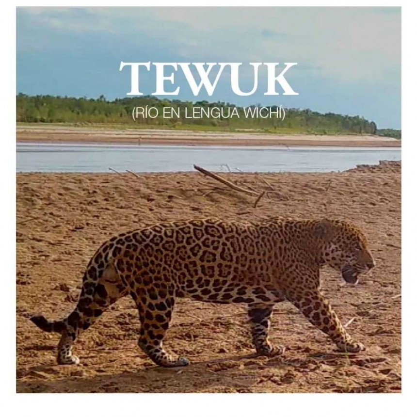 Tewuk, r&iacute;o en wichi, es el nombre elegido para el nuevo yaguaret&eacute; de El Impenetrable