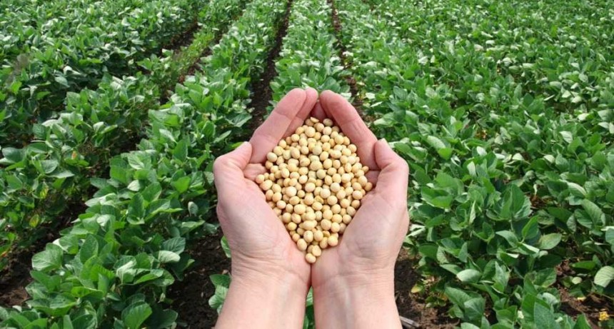 La inscripción de cultivares de soja durante 2022 fue la más elevada de la historia