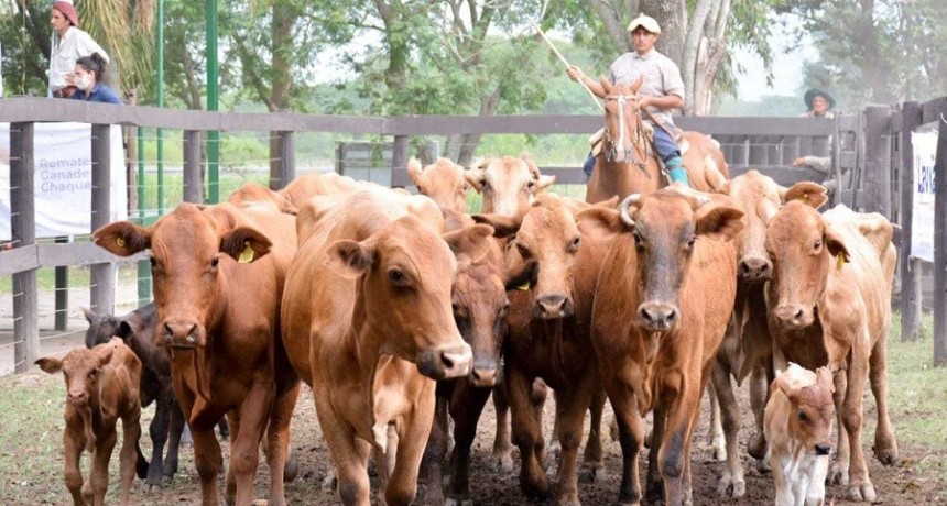 Remates Ganaderos Chaque&ntilde;os arranca su cronograma 2021