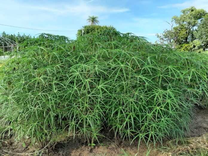 Evalúan el aporte nutricional de la harina de hojas de mandioca