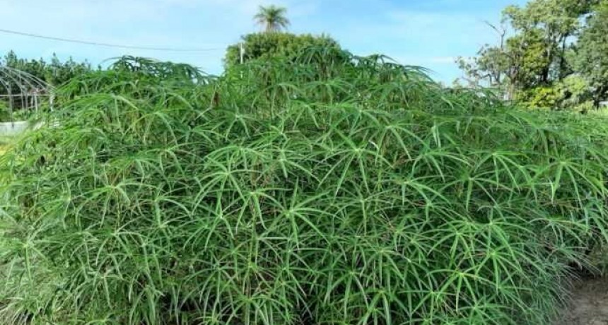 Eval&uacute;an el aporte nutricional de la harina de hojas de mandioca