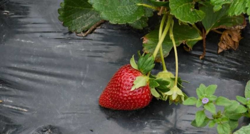 Frutilla Chaque&ntilde;a: distribuir&aacute;n 600 mil plantines y ampliar&aacute;n la superficie de siembra en un 20%
