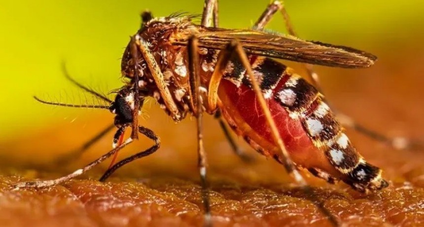 El Chaco encabeza ranking de contagios por dengue: casi 9000 casos en enero