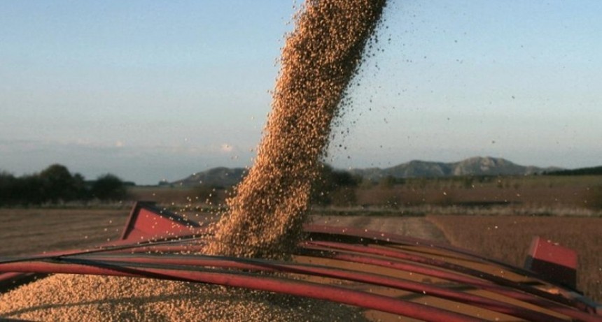 Por la ola de calor, se perder&aacute;n entre 20% y 30% de los cultivos de soja