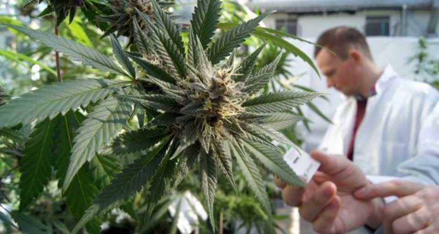 Tabacaleros de Jujuy se vuelcan al cannabis medicinal