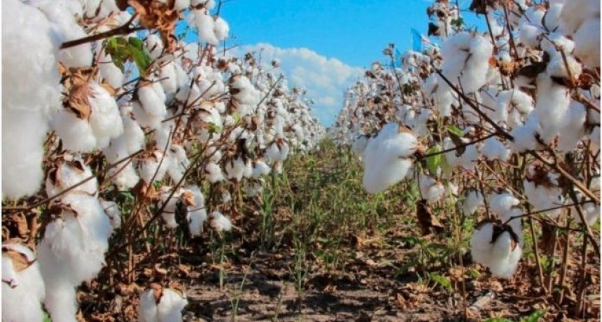 Chaco pondr&aacute; en marcha el Mercado Algodonero, para dar transparencia y mayor rentabilidad al sector