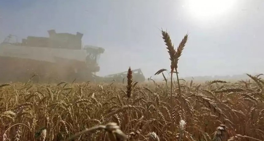 El trigo no detiene su escalada y se acerca a los US$ 500