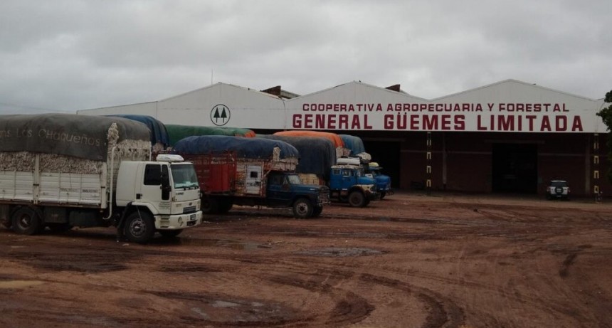 Ingresaron los primeros lotes de algod&oacute;n de la campa&ntilde;a 2022 a la cooperativa G&uuml;emes