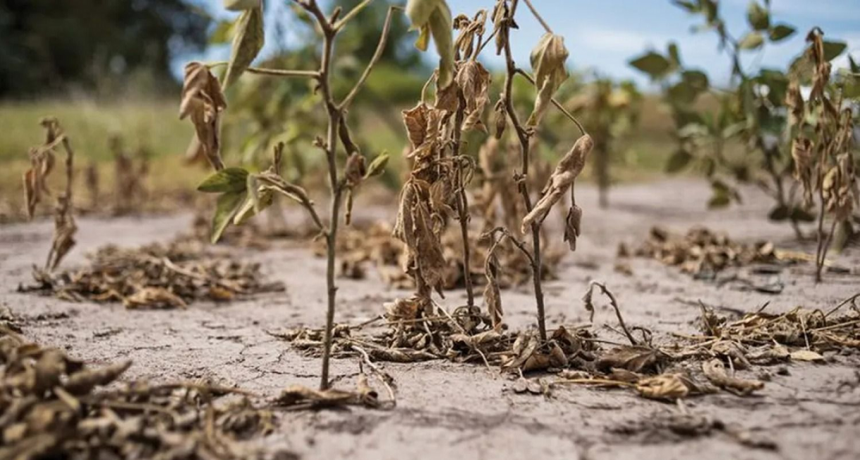 La producci&oacute;n de la actual campa&ntilde;a de soja ser&iacute;a la peor en m&aacute;s de dos d&eacute;cadas