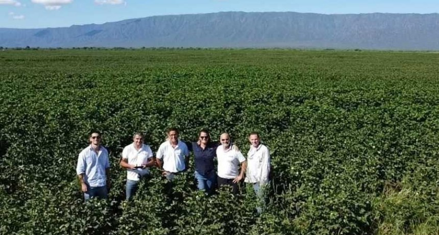Completaron relevamiento de lotes del programa semilleros de algodón