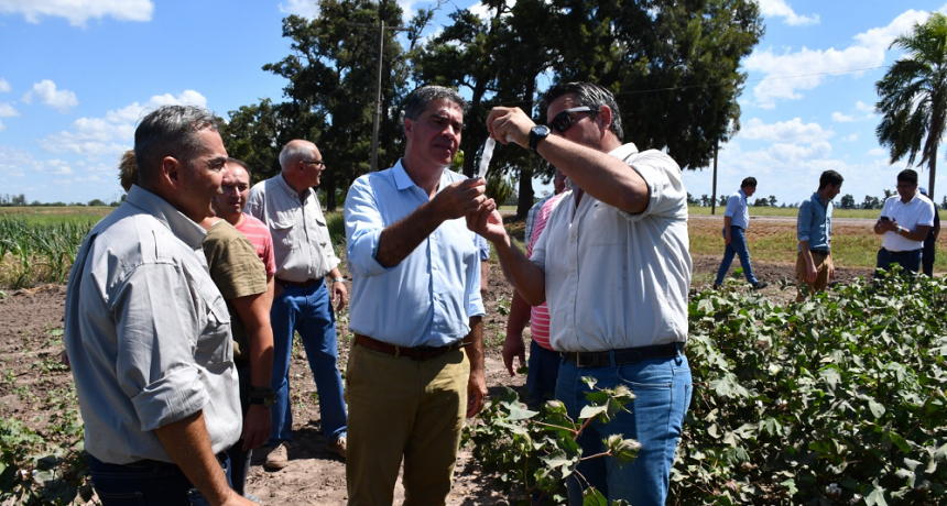 La primera variedad de algod&oacute;n con fibras extralargas da sus frutos