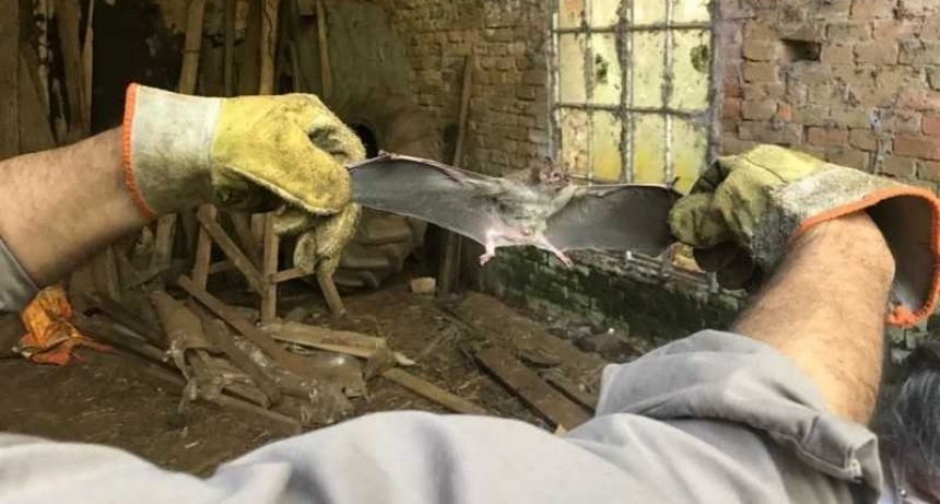 Confirman caso de rabia paresiante en Pampa del Infierno Chaco