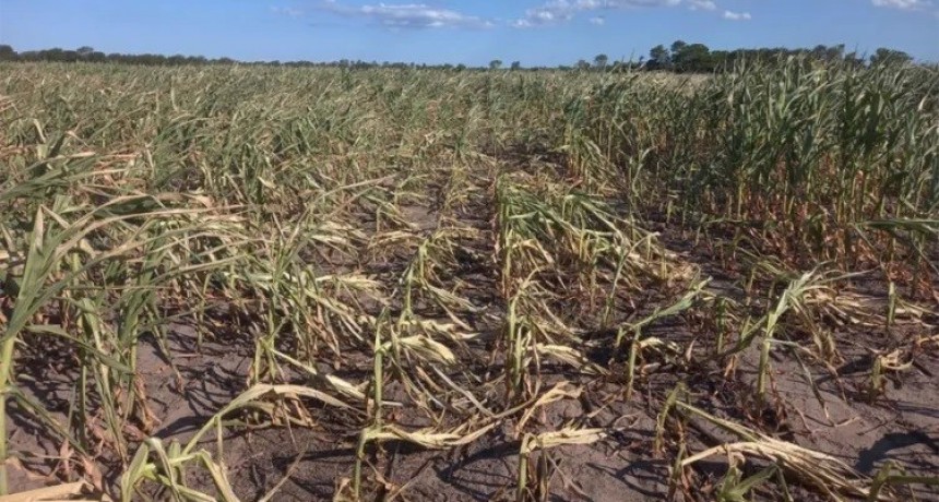 El aparato productivo chaque&ntilde;o herido por el calor intenso y por las plagas