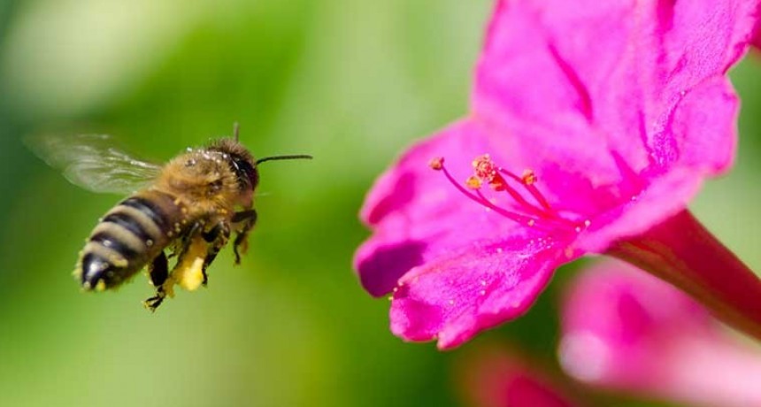 Las abejas declaradas la especie m&aacute;s valiosa del planeta