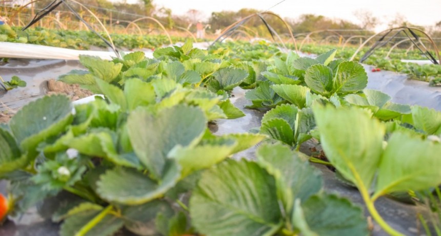 Gobierno convoca a productores frutihort&iacute;colas a registrarse en el SIPACH