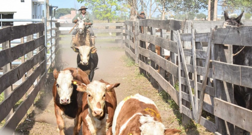 Ma&ntilde;ana en Tres Isletas, Cuarto Remate Ganadero del a&ntilde;o