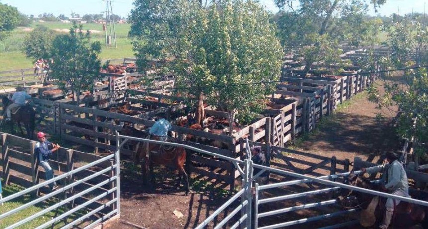 Remates ganaderos chaque&ntilde;os: buenos precios y ventas totales en Tres Isletas