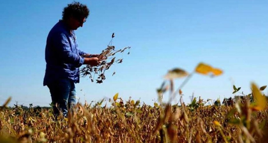 Agricultura fija nuevos requisitos para las exportaciones de granos, carnes y l&aacute;cteos