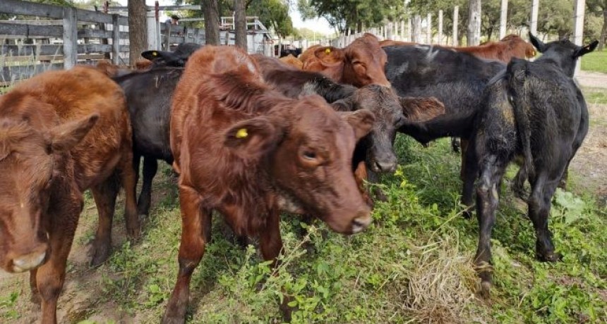 Remate en Las Bre&ntilde;as: peque&ntilde;os productores volvieron a comercializar la totalidad de su hacienda
