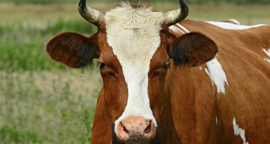 Instituto Leloir: descubrieron factores para combatir la bacteria de la brucelosis