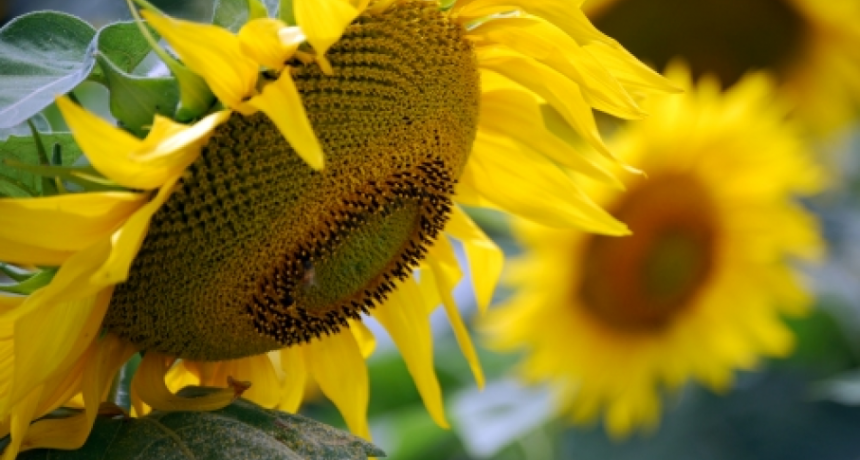Agricultura mantiene estimaciones de producción para la campaña 2021/22 de girasol