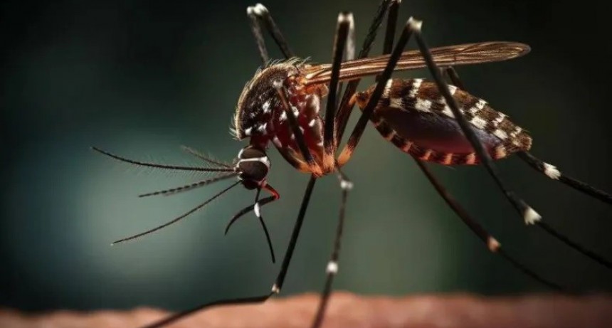 Dengue: la primera muerte en el pa&iacute;s por coinfecci&oacute;n se produjo en el Chaco