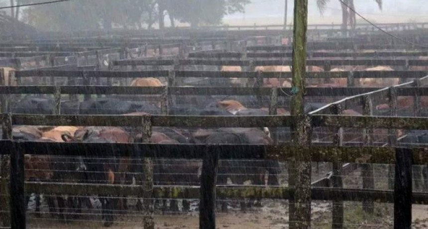 Se suspendi&oacute; el remate ganadero de Pampa del Indio 