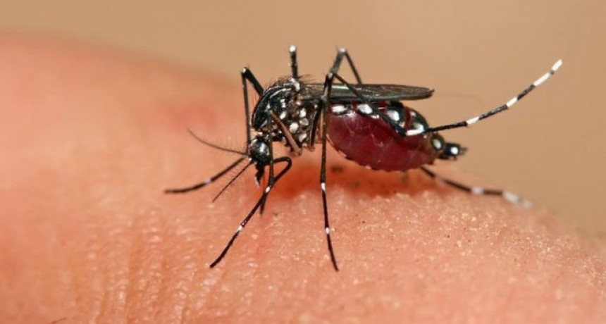 Dengue: Salud confirm&oacute; 11 casos y la mayor&iacute;a en Juan Jos&eacute; Castelli
