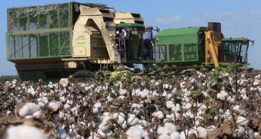 Rodas impulsa una ley para fortalecer la producci&oacute;n algodonera