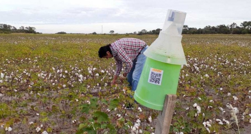 Nueva tecnolog&iacute;a aplicada al monitoreo del picudo del algodonero