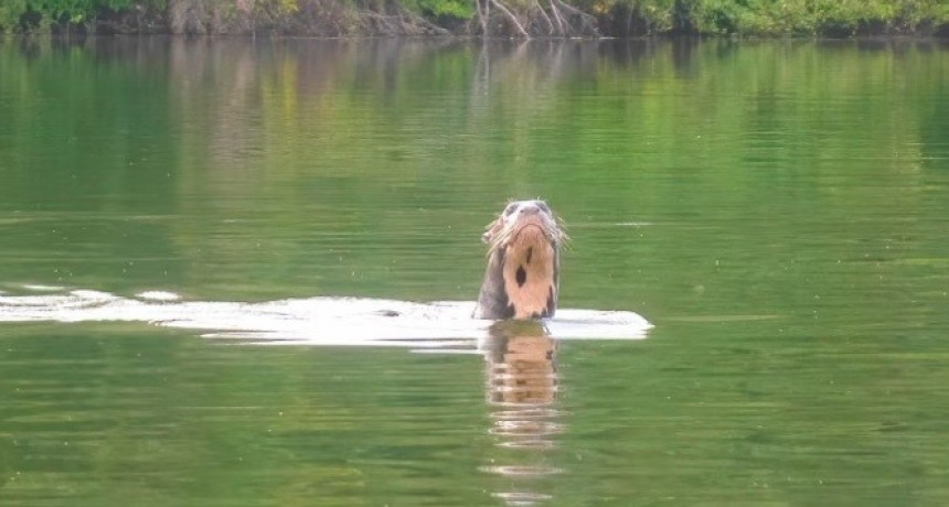 Descubren en el Impenetrable una especie que se cre&iacute;a en extinci&oacute;n en Argentina: La nutria gigante