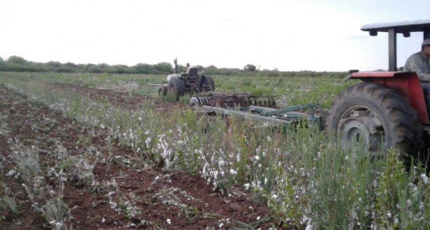 Destrucci&oacute;n de los rastrojos de algod&oacute;n: las fechas l&iacute;mites para cada zona