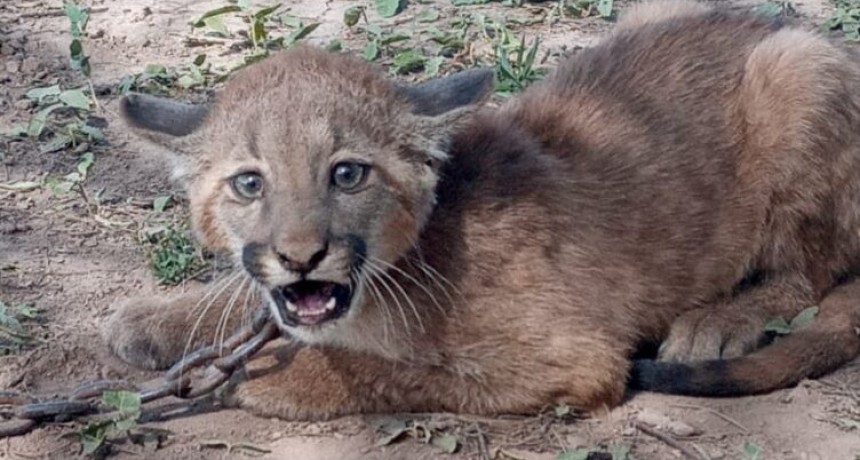 La Polic&iacute;a Rural de Castelli rescat&oacute; a un puma de tres meses y fue entregado al Zool&oacute;gico de S&aacute;enz Pe&ntilde;a