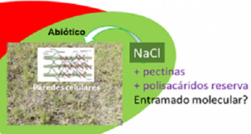 Estudio argentino identifica un secreto para mejorar la digestibilidad de un forraje para ganado