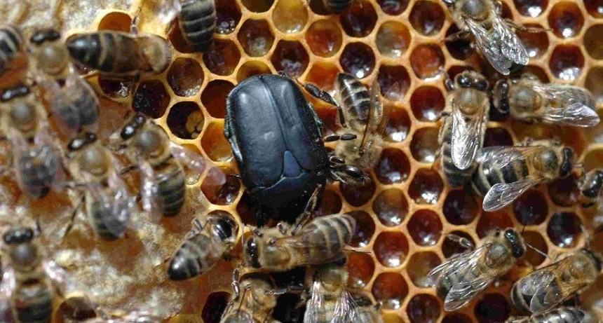 Alerta sanitaria por el Peque&ntilde;o Escarabajo de las colmenas