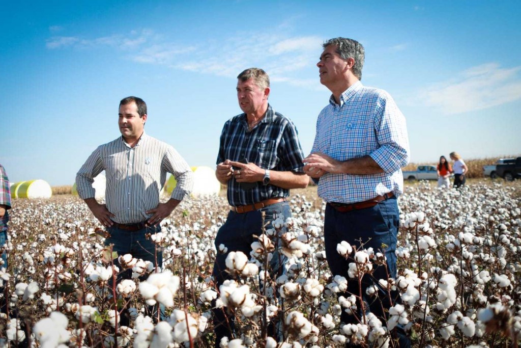 Rindes “notables” del algodón en el sudoeste vuelven a fortalecer la producción emblema del Chaco
