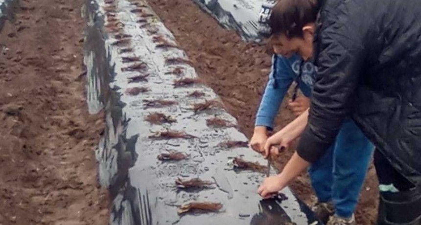 Frutilla 2023: comenzó la plantación en distintas zonas de la provincia