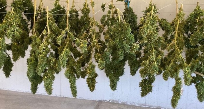 Se cosech&oacute; &ldquo;Cannawine&rdquo;, la primera variedad de cannabis medicinal producida por INTA en el pa&iacute;s