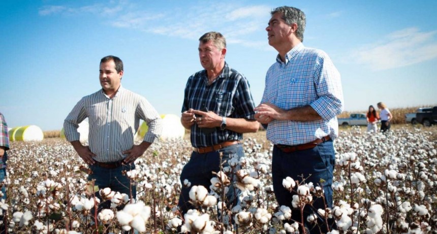 Rindes &ldquo;notables&rdquo; del algod&oacute;n en el sudoeste vuelven a fortalecer la producci&oacute;n emblema del Chaco