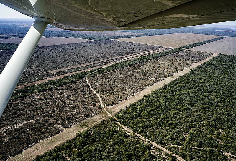 Greenpeace denunciará en la Corte ”la ilegalidad del nuevo Ordenamiento de Bosques de Chaco”