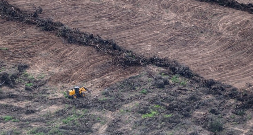 Entre enero y abril de este a&ntilde;o detectaron el desmonte de casi 200 mil hect&aacute;reas en Chaco seg&uacute;n Greenpeace
